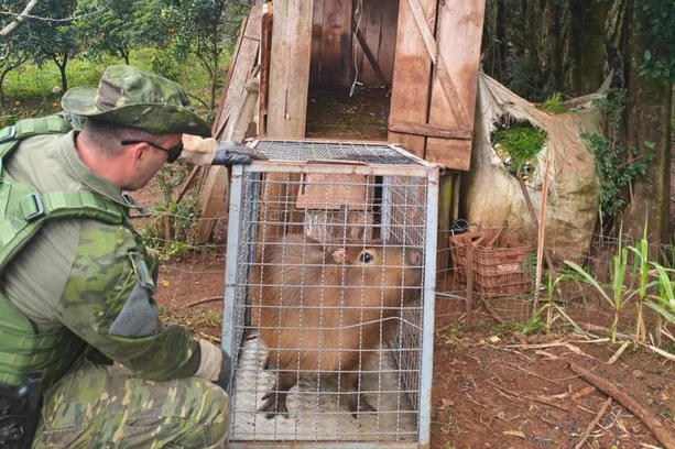 Capivara é resgatada de cativeiro ilegal em Getúlio Vargas após denúncia