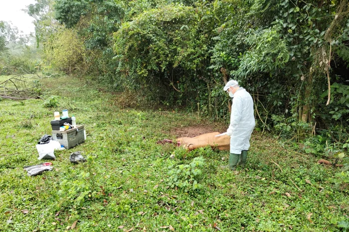 Confirmado caso de raiva herbívora em bovino no município de Crissiumal