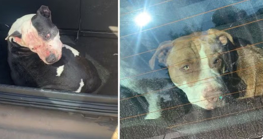 Homem morre após ser atacado por três pit bulls no RS