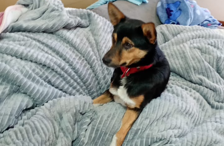 Cachorro é submetido à eutanásia após sofrer graves ferimentos provocados por golpes de facão em Ijuí