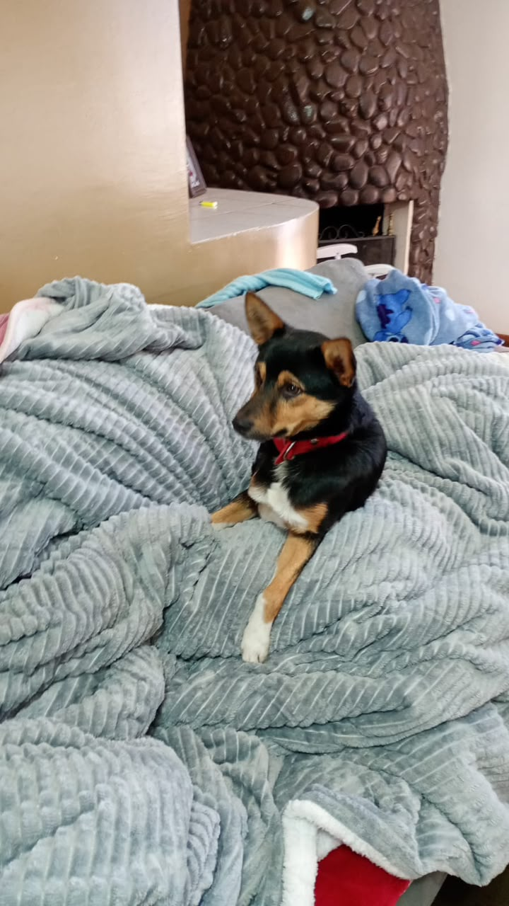 Cachorro é submetido à eutanásia após sofrer graves ferimentos provocados por golpes de facão em Ijuí