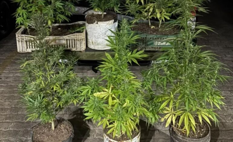 Traficante é preso com 9 pés de maconha, em Passo Fundo