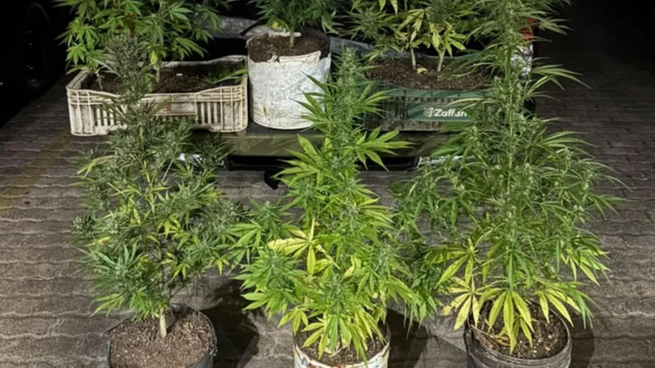Traficante é preso com 9 pés de maconha, em Passo Fundo