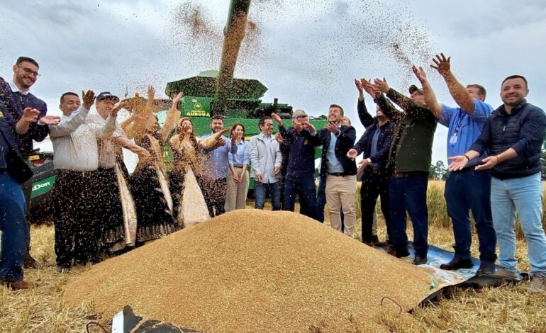 Abertura da colheita do trigo é realizada em Cruz Alta e destaca força da triticultura gaúcha