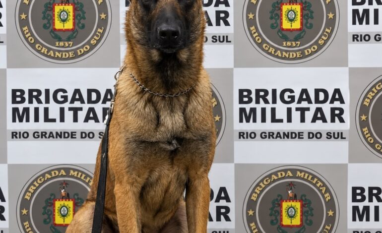 BM prende homem por tráfico de drogas com o auxílio do cão Darwin