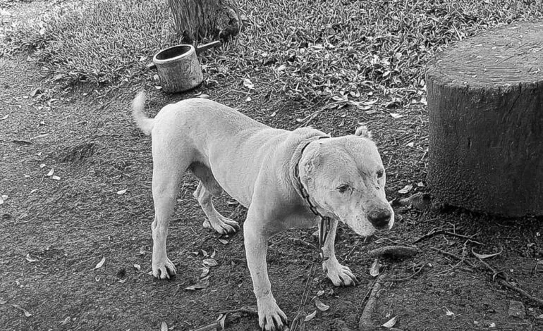 Caso de maus-tratos à cães é registrado em Jaboticaba