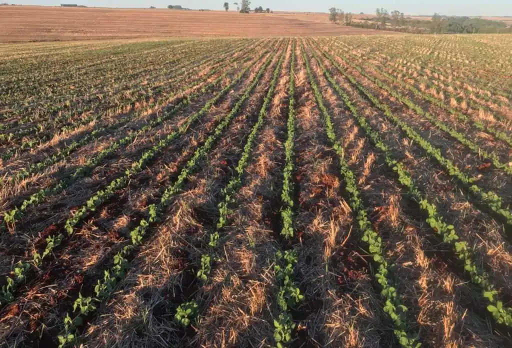 Plantio da soja no RS se aproxima do final