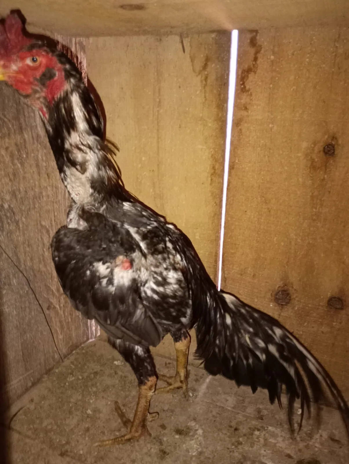 BM constata crime contra a fauna em Coronel Bicaco