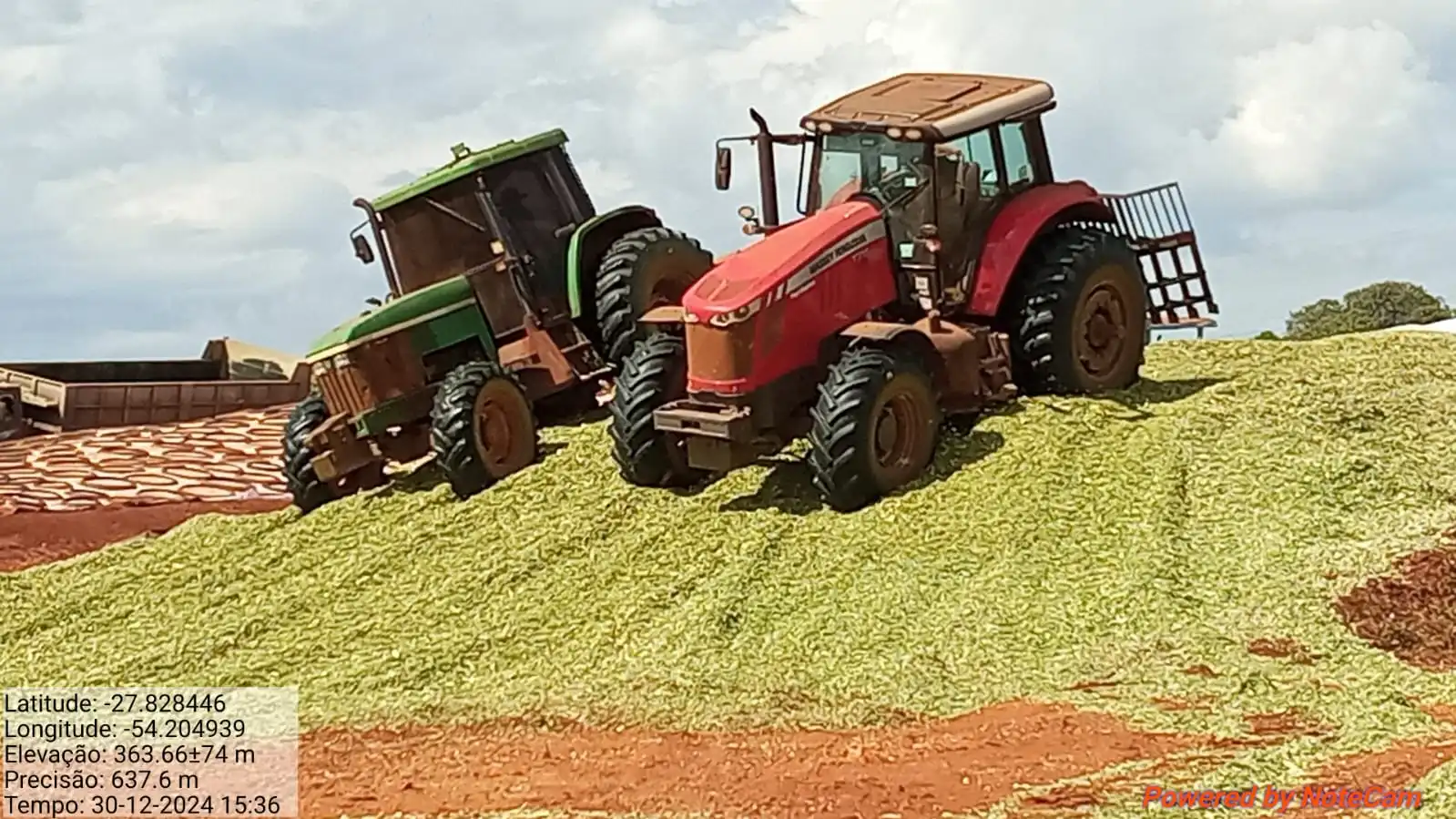 Avança colheita de milho para silagem e os resultados são adequados