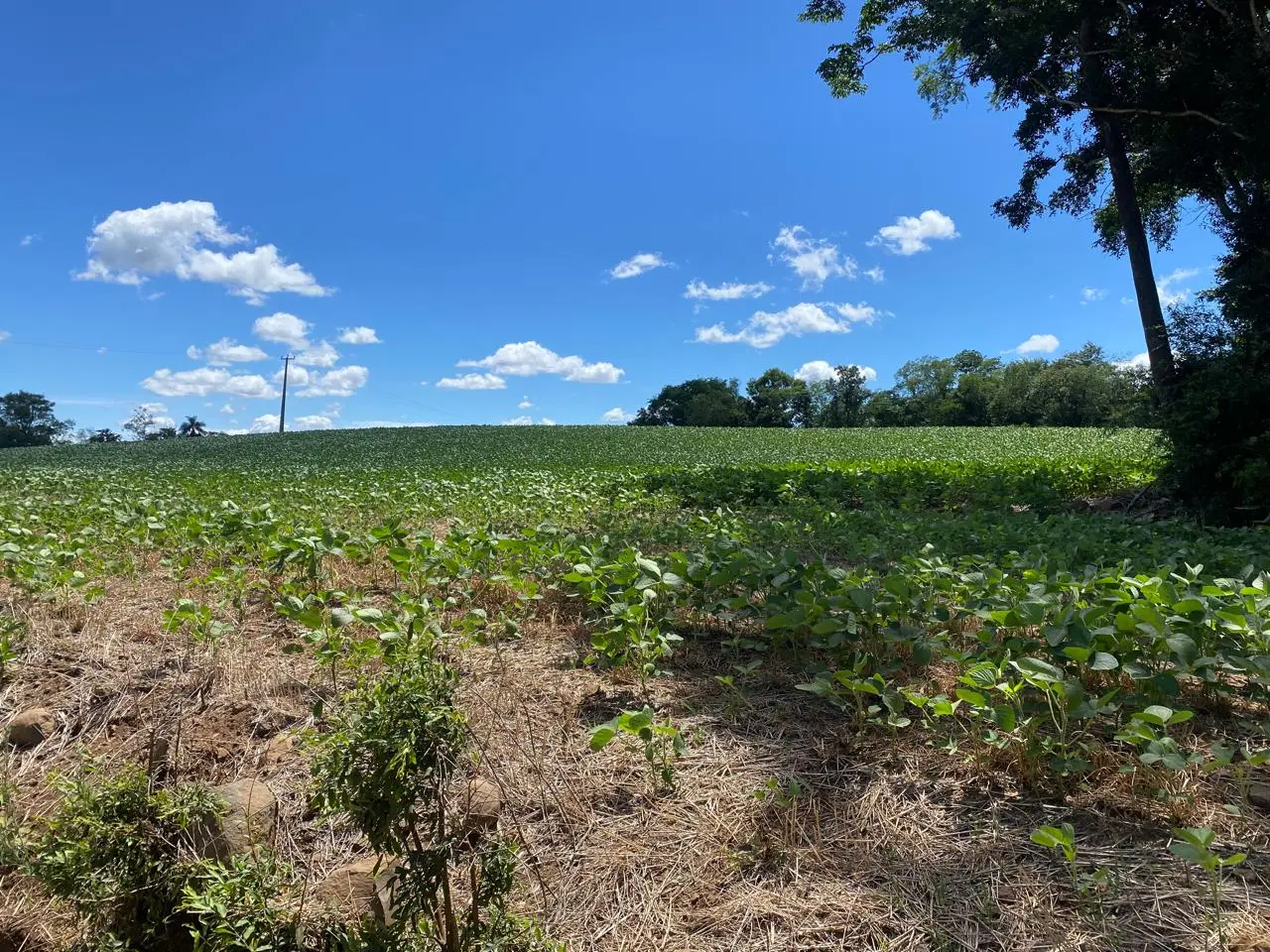 Estiagem afetou mais de 30% da safra gaúcha de soja