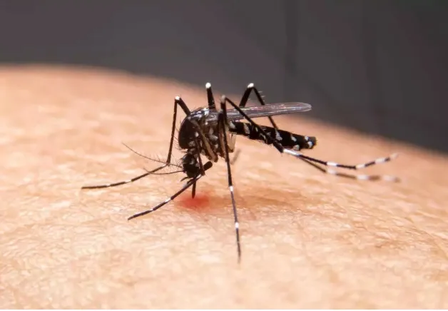 Dengue tipo 3 é identificada no Rio Grande do Sul