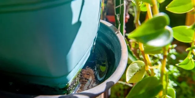 Casos de dengue disparam e RS entra em alerta