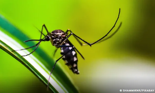 Ministério da Saúde quer incorporar vacina contra Chikungunya ao SUS