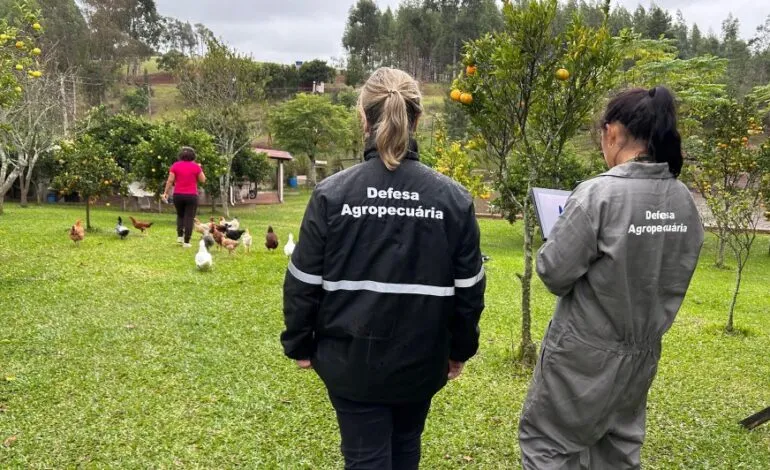Estado vistoriou 100% das propriedades no raio de dez quilômetros do foco de gripe aviária