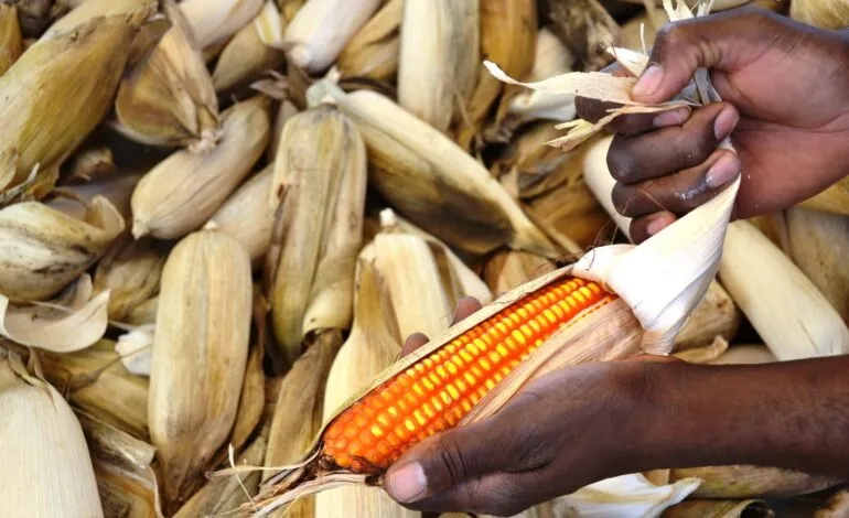 Safra de grãos bate recorde no Brasil; RS tem recuo, mas se destaca no arroz e no milho