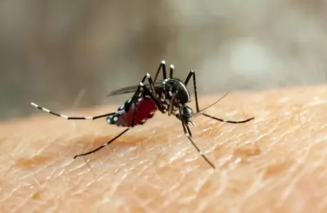 RS soma 34 mortes por dengue