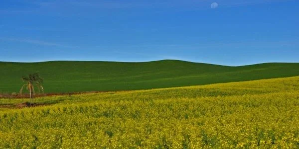 Lavouras de inverno no RS apresentam bom desenvolvimento, aponta Emater