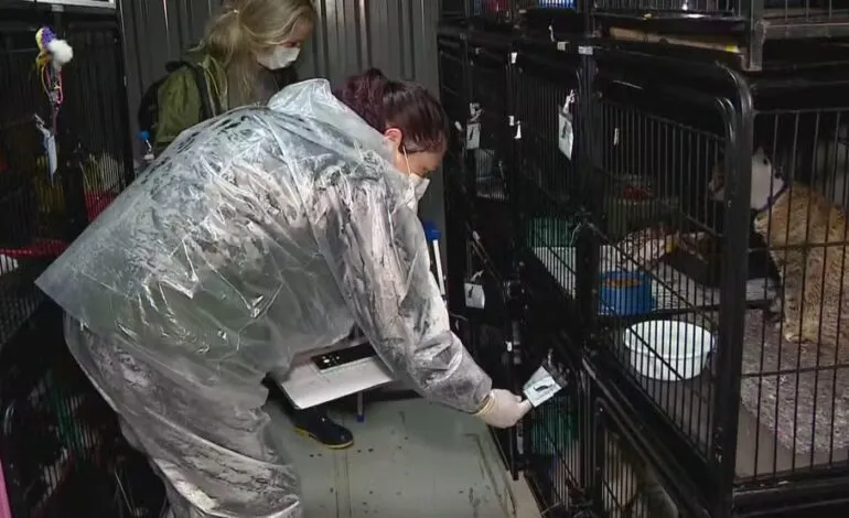 Eutanásia de animais em Canoas: orientação era abater cães e gatos mesmo com chance de sobreviver, diz veterinária