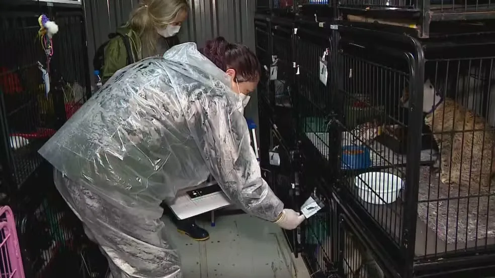 Eutanásia de animais em Canoas: orientação era abater cães e gatos mesmo com chance de sobreviver, diz veterinária
