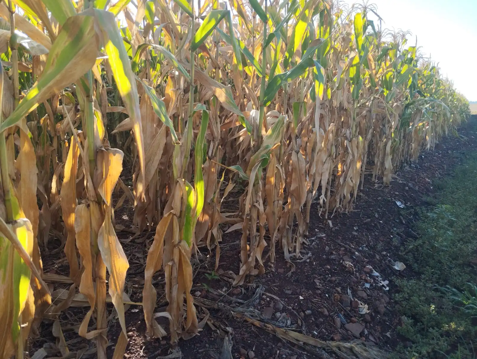 Abertura da Colheita do Milho terá dois dias de programação em São Borja