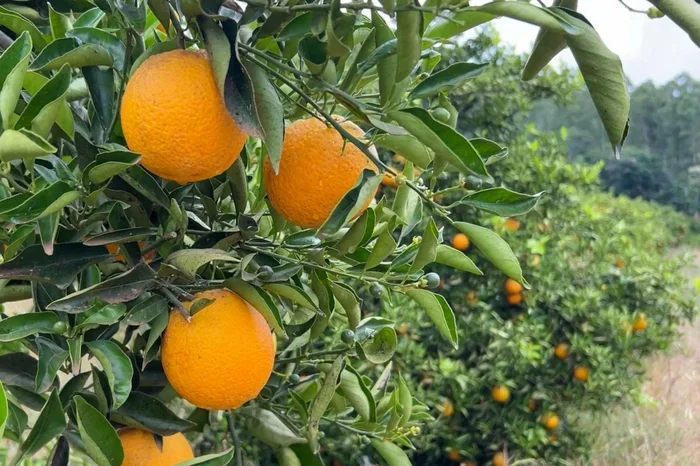 RS registra primeiro caso de greening, doença que ameaça pomares de citros