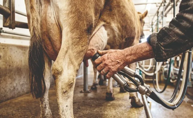 Cerca de quatro mil pessoas vivem no meio rural de Santo Ângelo e 30% tem mais de 60 anos