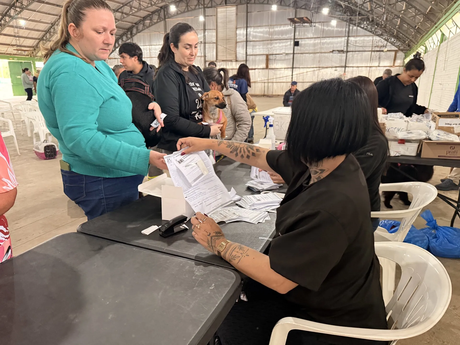 Santo Ângelo realiza mutirão de castração com 208 vagas disponíveis