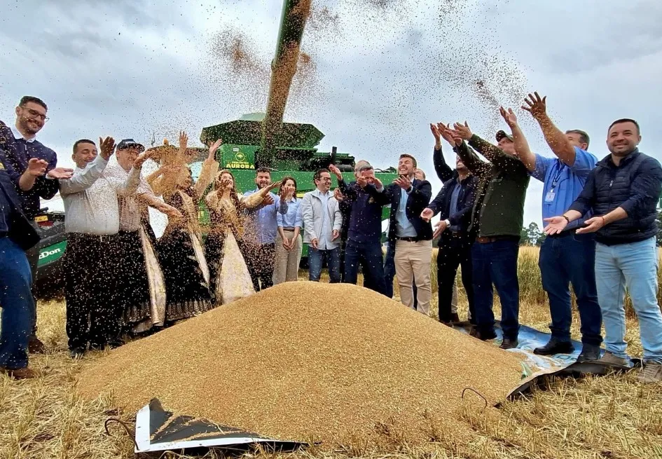 Abertura da colheita do trigo é realizada em Cruz Alta e destaca força da triticultura gaúcha
