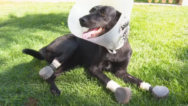 Homem é condenado por maus-tratos após amputar 3 patas de cadela